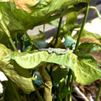 ujoofqc14ugynmkbjwvg